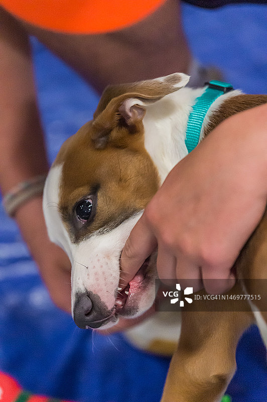 棕白色小狗啃咬人的手指图片素材