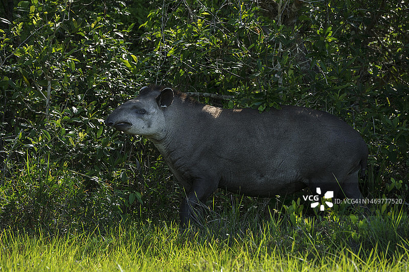 巴西貘（南美貘）图片素材