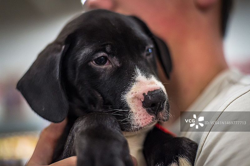 宠物领养活动中，男人抱着黑白小狗图片素材