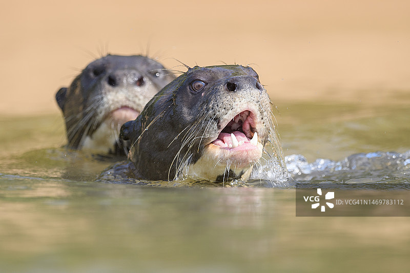 库亚巴河的巨型水獭（Pteronura brasiliensis），潘塔纳尔图片素材