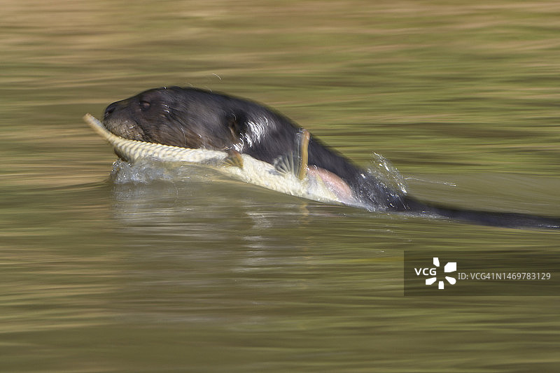 库亚巴河的巨型水獭（Pteronura brasiliensis），潘塔纳尔图片素材