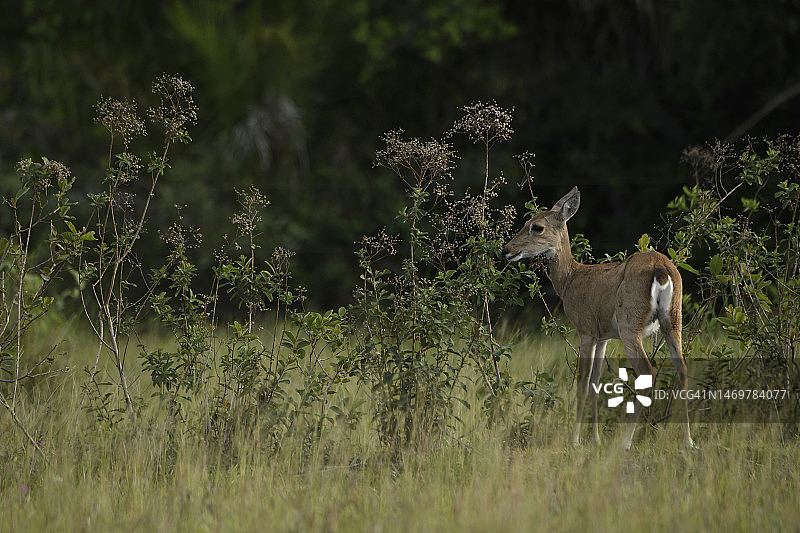 草原上的潘帕斯鹿图片素材