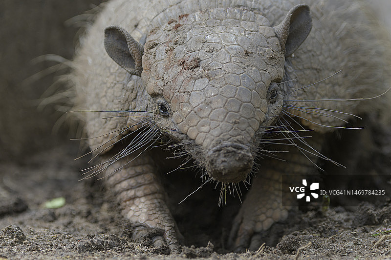 潘塔纳尔湿地的六带犰狳图片素材