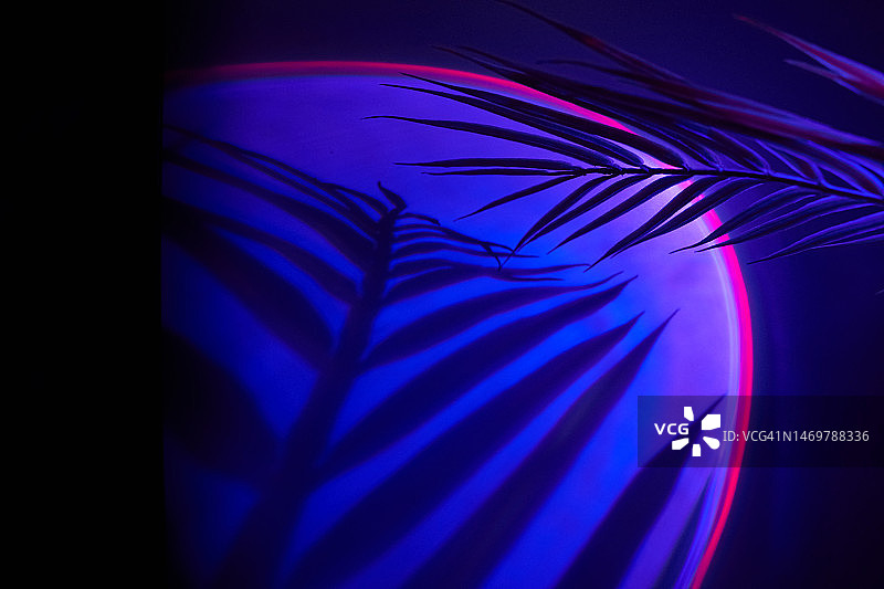 热带植物的叶子，具有不寻常的彩色光线的棕榈叶阴影，南方夜间迪斯科概念图片素材