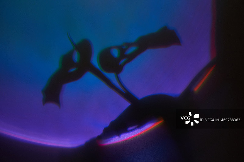 热带植物的叶子。Monstera猴面具叶子的阴影，带有不同寻常的多色光。南方夜晚迪斯科舞厅的概念。紫色、蓝色、粉色、红色是时尚的颜色。图片素材