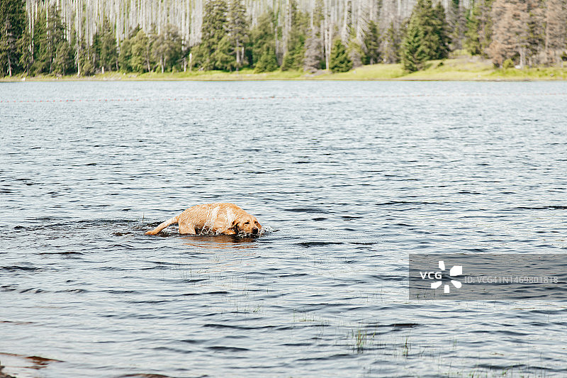 金毛拉布拉多幼犬水中玩耍图片素材