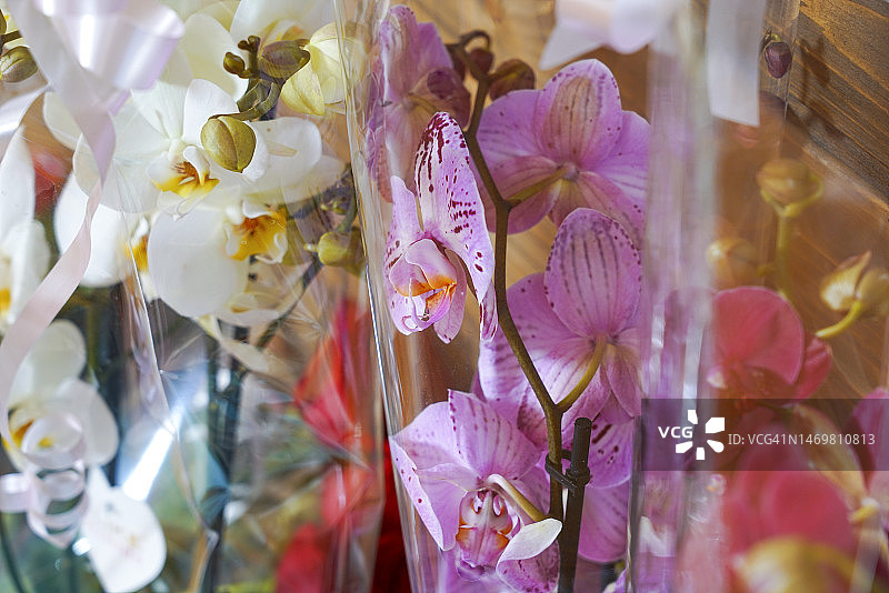 包装中的兰花图片素材