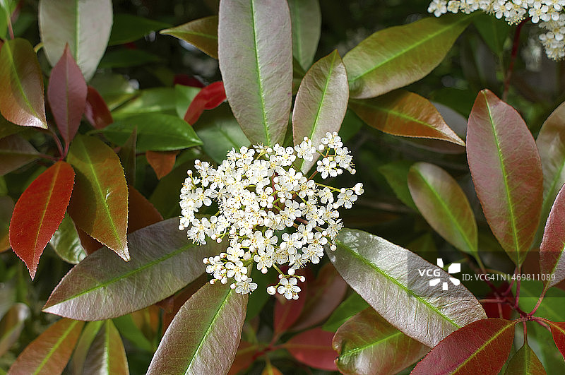 红叶石楠灌木花簇图片素材