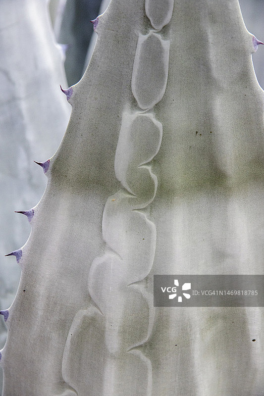 沙漠龙舌兰植物特写图片素材