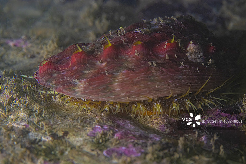 鲍鱼 2023年2月17日图片素材