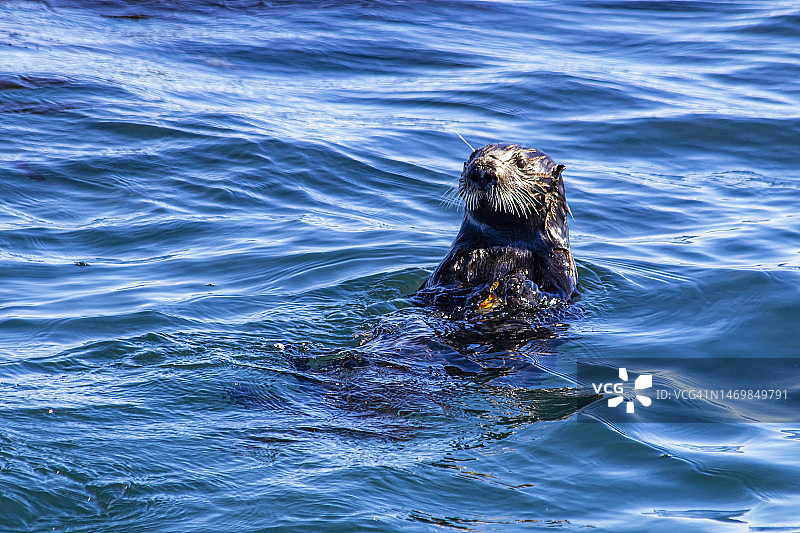 水獭，2023年2月6日图片素材
