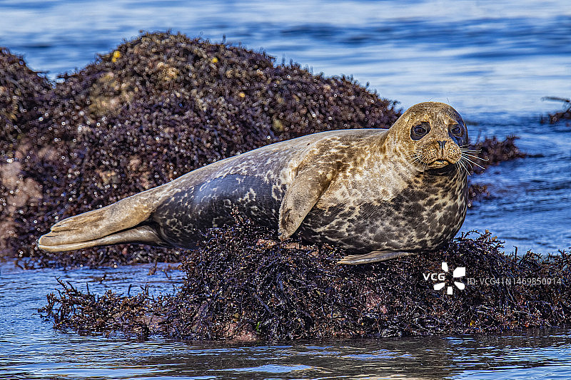 2023年2月18日的海豹图片素材