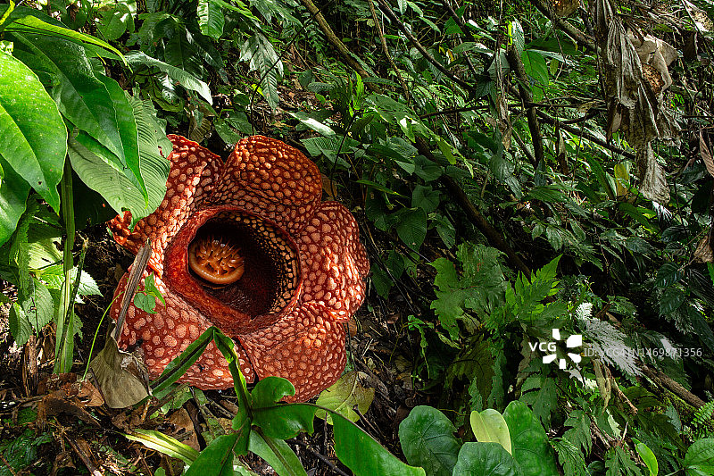 大王花图片素材