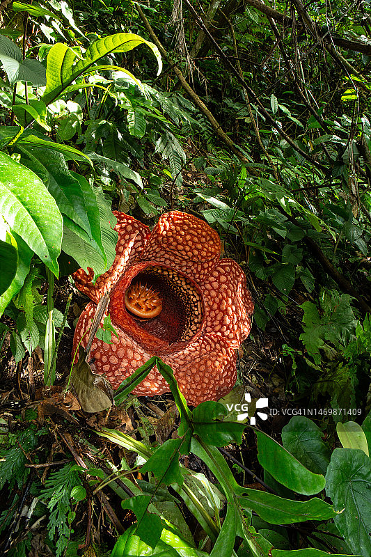 大王花图片素材