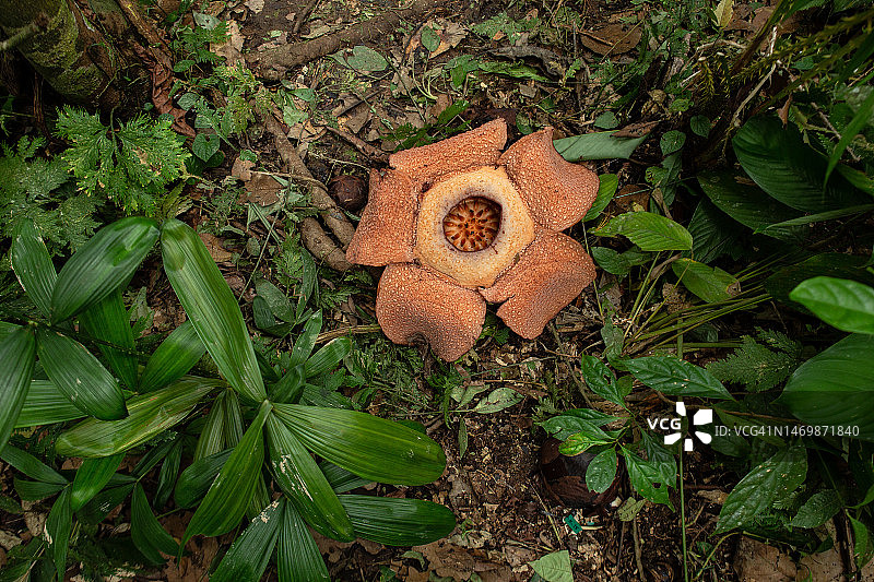 宾库鲁莱佛士花图片素材