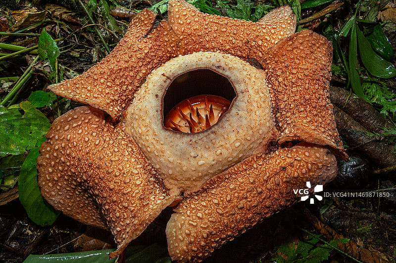 宾库鲁莱佛士花图片素材