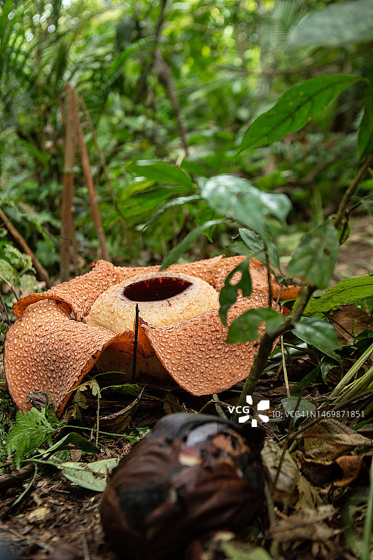 宾库鲁莱佛士花图片素材