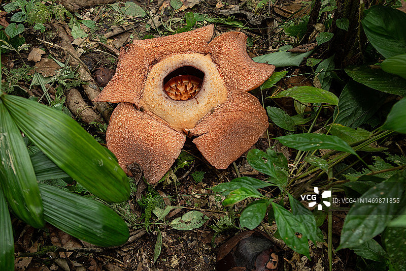 宾库鲁莱佛士花图片素材