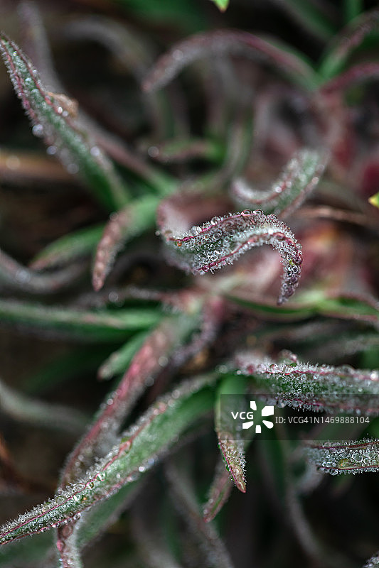 清晨草叶上的露珠图片素材