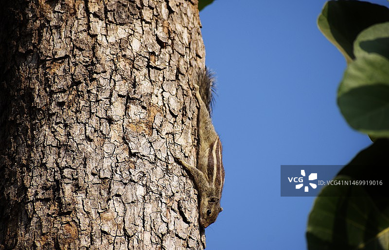 柚木树，浅棕色树皮形成自然图案。松鼠在周围寻觅图片素材