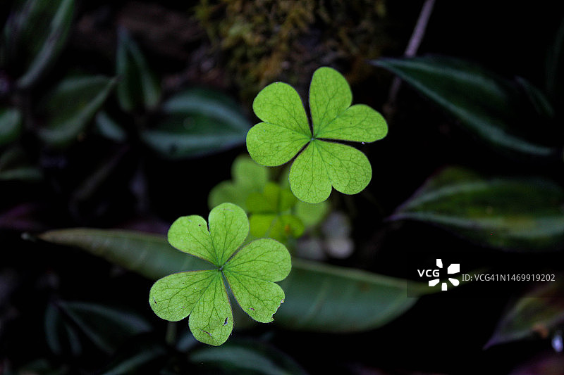 Oxalis grandis图片素材