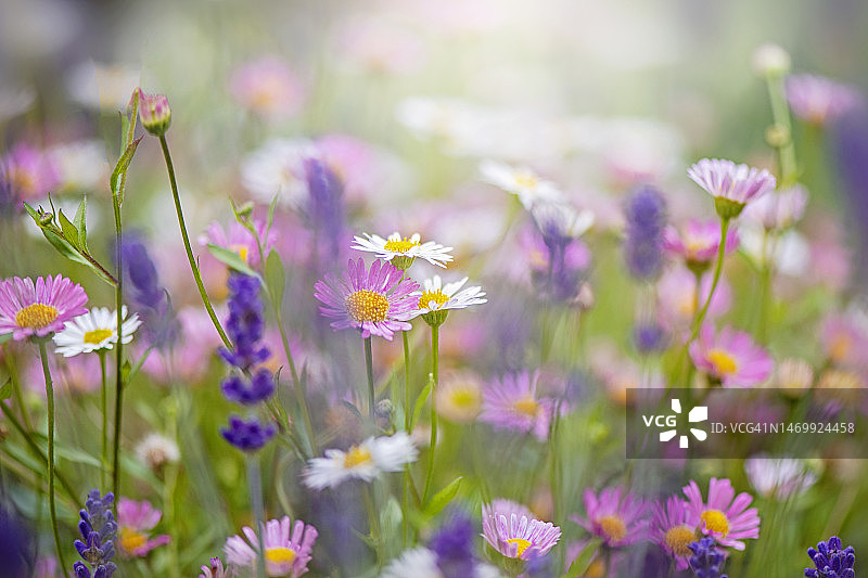 香雪球茼蒿的雏菊状花朵特写图片素材