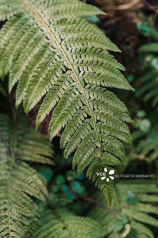 蕨类植物叶子细节图片素材