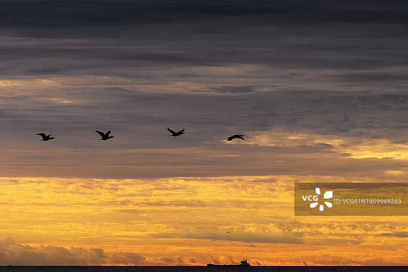 日落时分，鸬鹚在壮观的阴天中飞翔图片素材