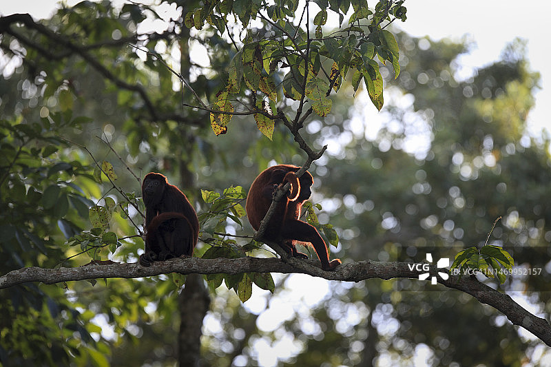 红色吼猴坐在树枝上图片素材