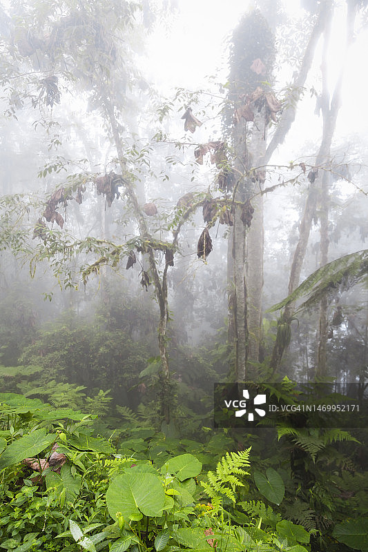 云雾森林的风景图片素材