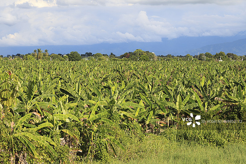 香蕉地景观图片素材