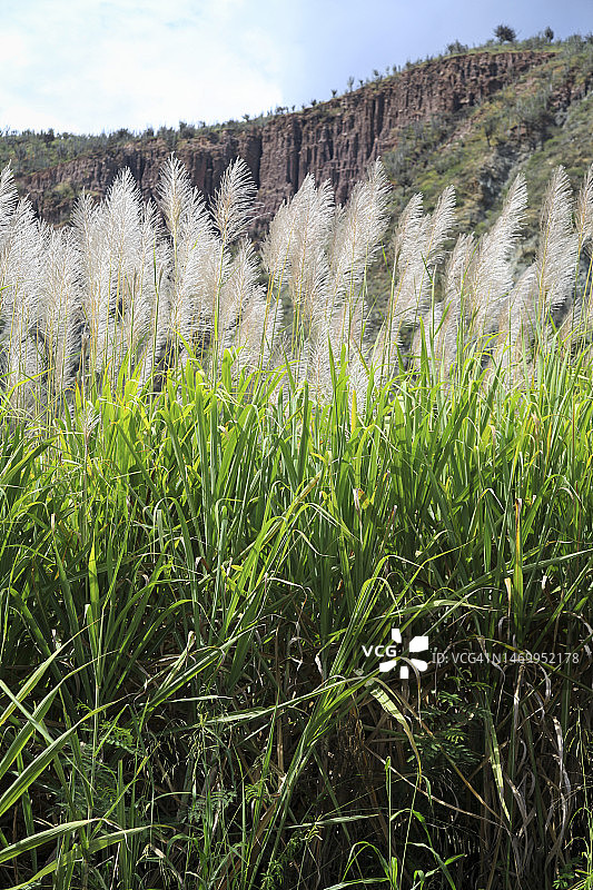 山脉下的田野风光图片素材