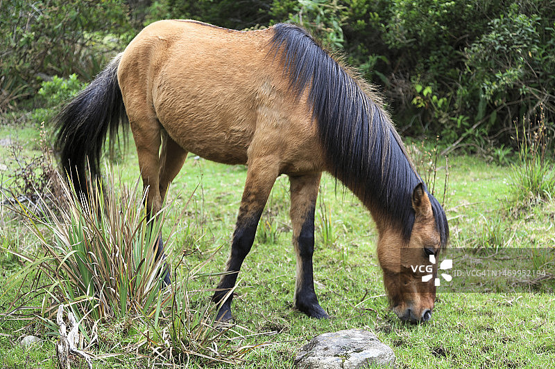 马吃草图片素材