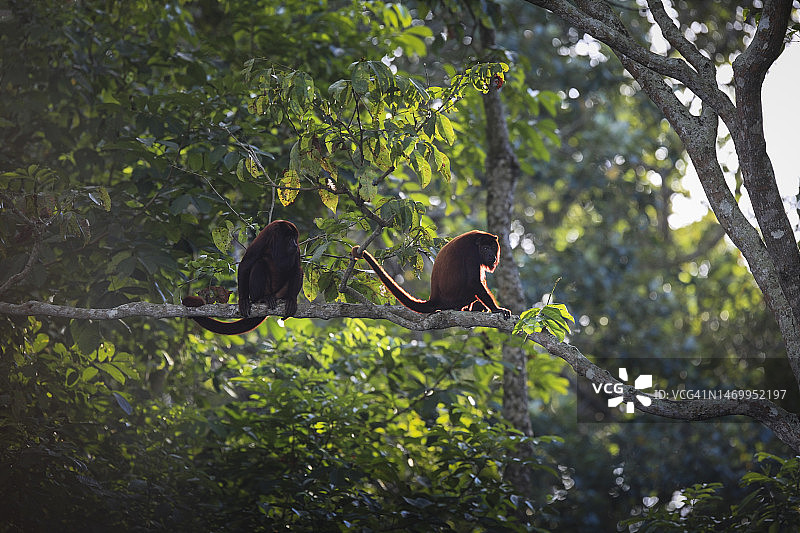 红色吼猴坐在树枝上图片素材