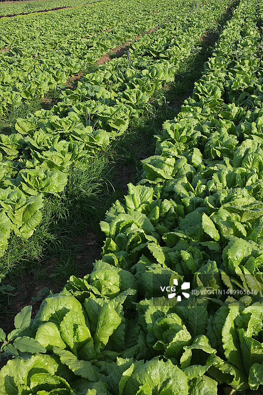 有机生菜田倾斜的递减透视，全画幅，竖版图片素材