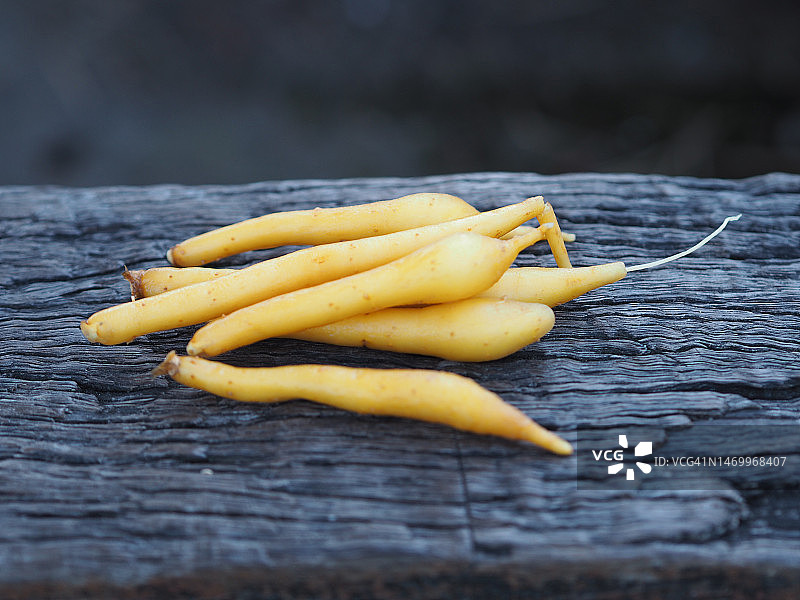 凹唇姜草药图片素材
