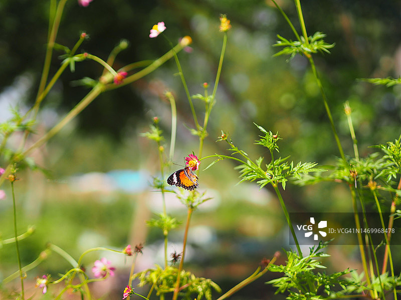 波斯菊上的蝴蝶图片素材