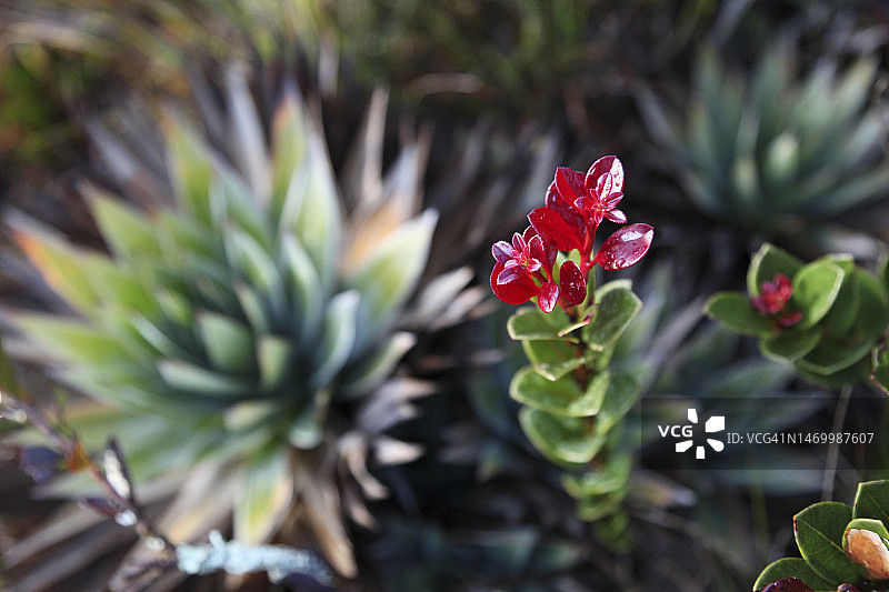 开花植物的特写图片素材