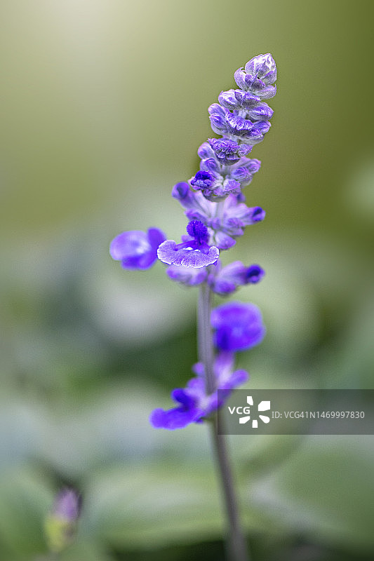 神秘尖顶鼠尾草蓝色花朵特写图片素材