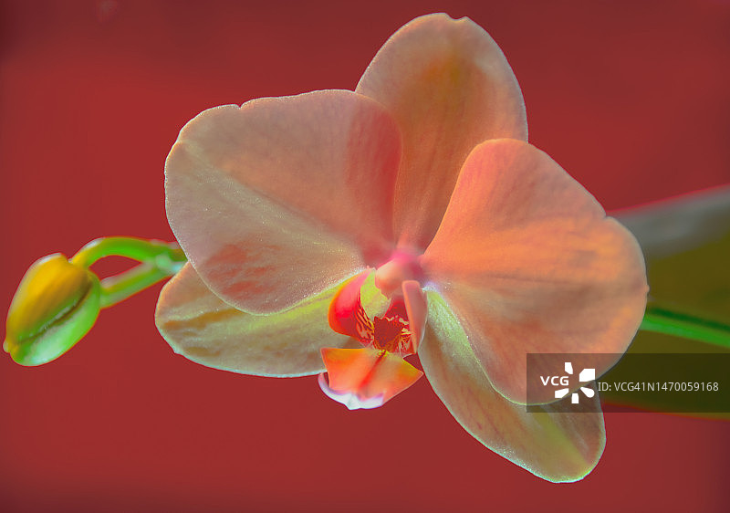 单朵粉色兰花与花苞图片素材