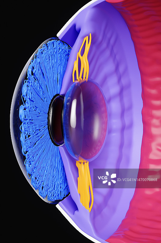 暗背景下的人眼科学剖面模型图片素材