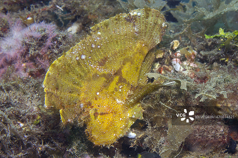 叶状蓑鲉图片素材