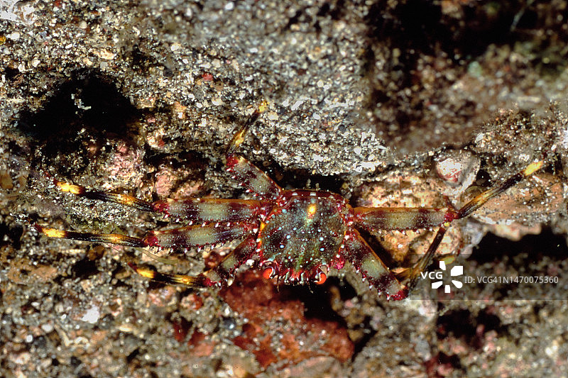 扁平风格石蟹图片素材