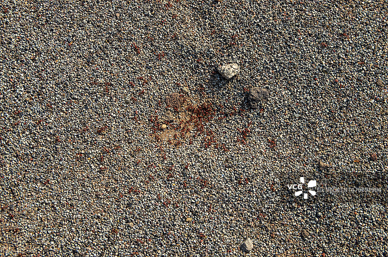 红蚂蚁在地面蚁巢周围图片素材