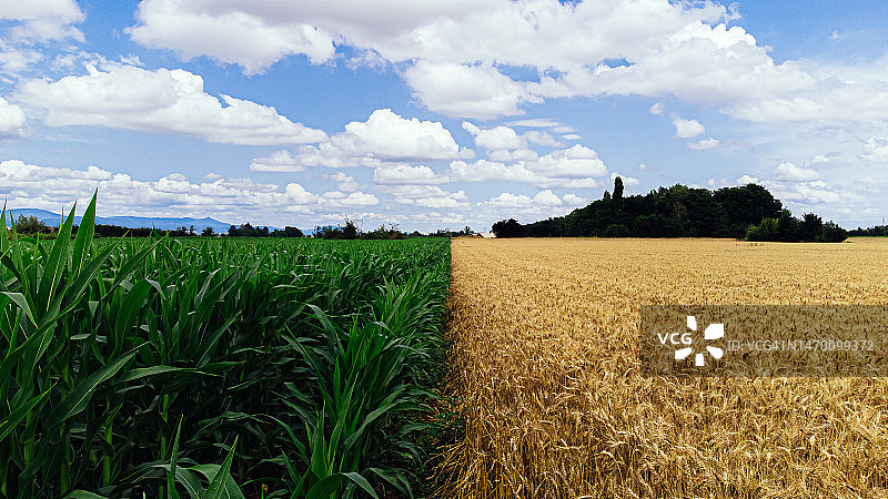 法国埃吉桑农场，充满活力的绿色玉米作物田和金色麦田完美对称航拍图片素材