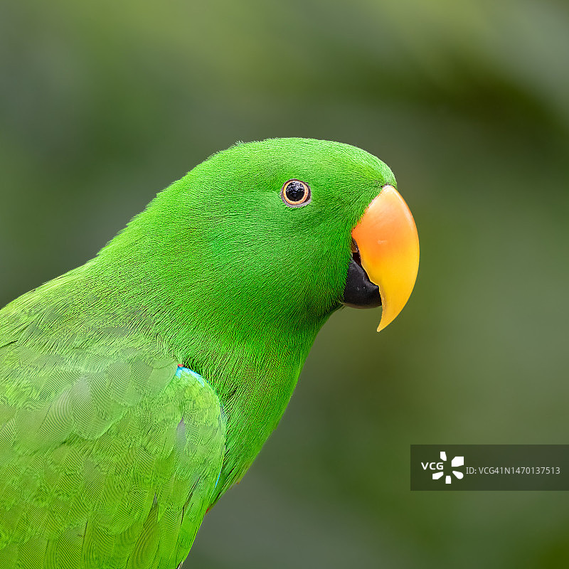 折衷鹦鹉（雄性）图片素材