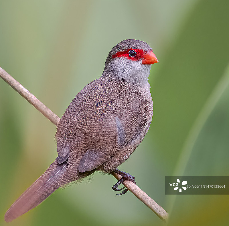 非洲 Common梅花雀图片素材