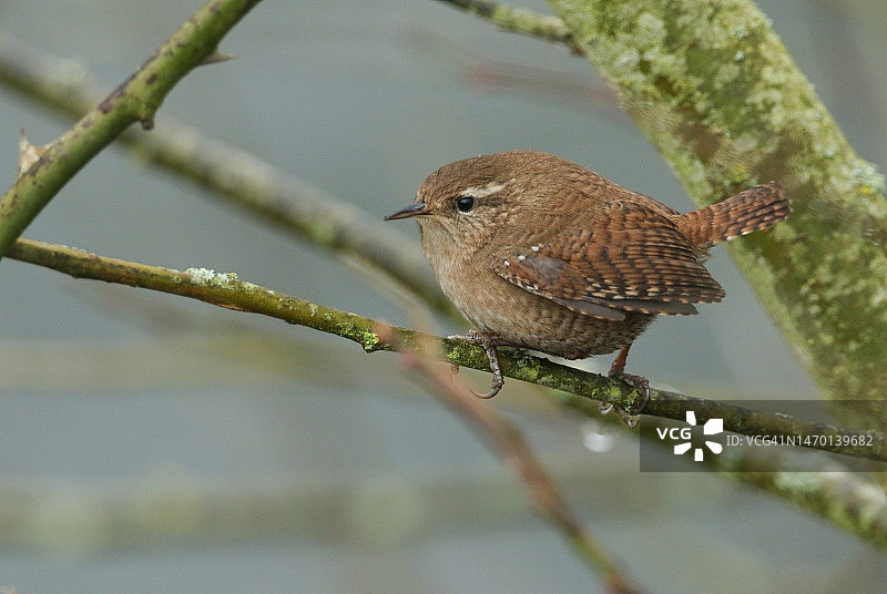 一只鹪鹩（Troglodytes troglodytes）栖息在树枝上图片素材