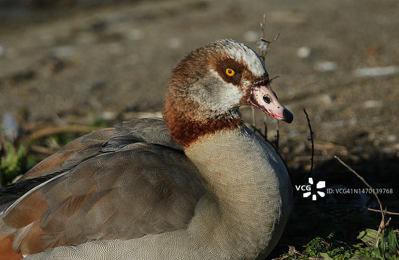 美丽的埃及雁，栖息在湖岸边图片素材