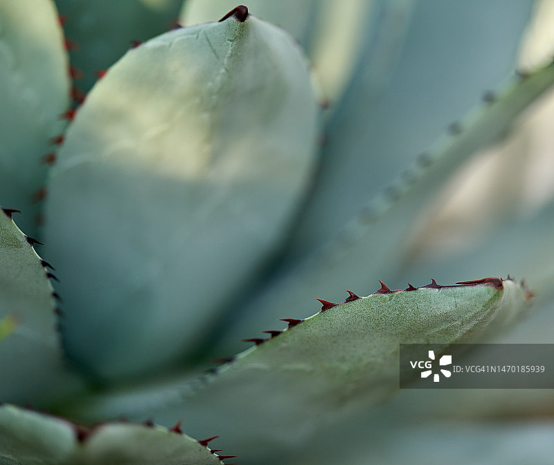 龙舌兰图片素材